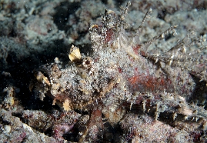 Raja Ampat 2019 - DSC07866_rc - Spiny devilfish - Poisson demon - Inimicus didctylus